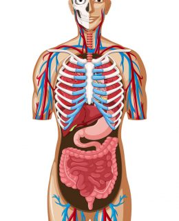 human-anatomy-with-different-systems-vector-9914293